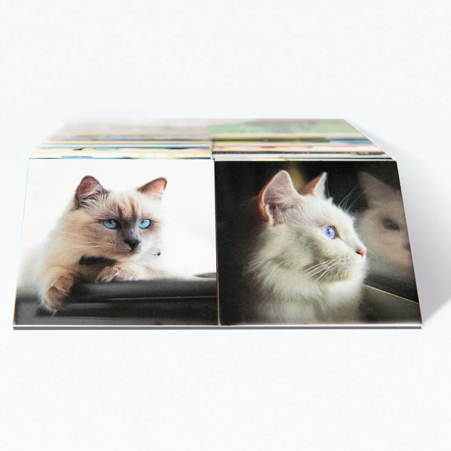 Kartenstapel 'Cats': Zwei Katzenbilder sind sichtbar. Links eine hellbraune Katze mit blauen Augen, rechts eine weiße Katze mit Blick aus dem Fenster.