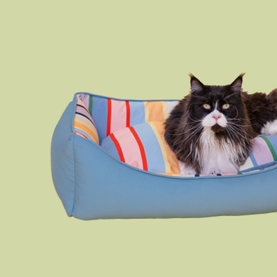 Un soffice gatto Maine Coon bianco e nero, con gli occhi gialli e il naso rosa, giace rilassato in una cuccia azzurra con cuscini a strisce colorate nei toni del rosso, rosa, arancione, verde e blu su uno sfondo verde chiaro.
