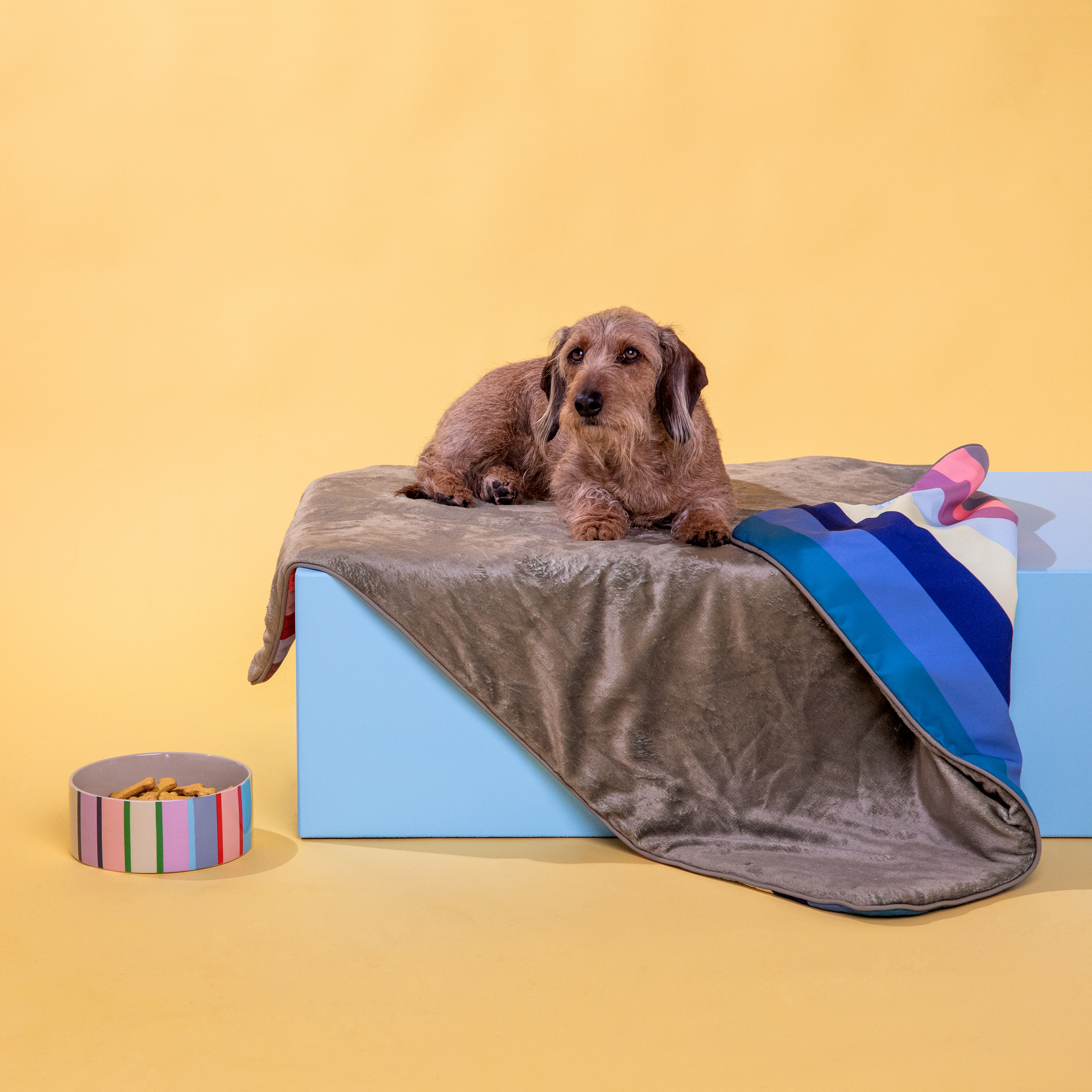 Un teckel à poil dur brun est allongé, détendu, sur une couverture pour chien grise et moelleuse sur un parallélépipède bleu. La couverture Ronja est douillette, à rayures bleu, rose et blanc. À gauche, un bol assorti avec friandises.