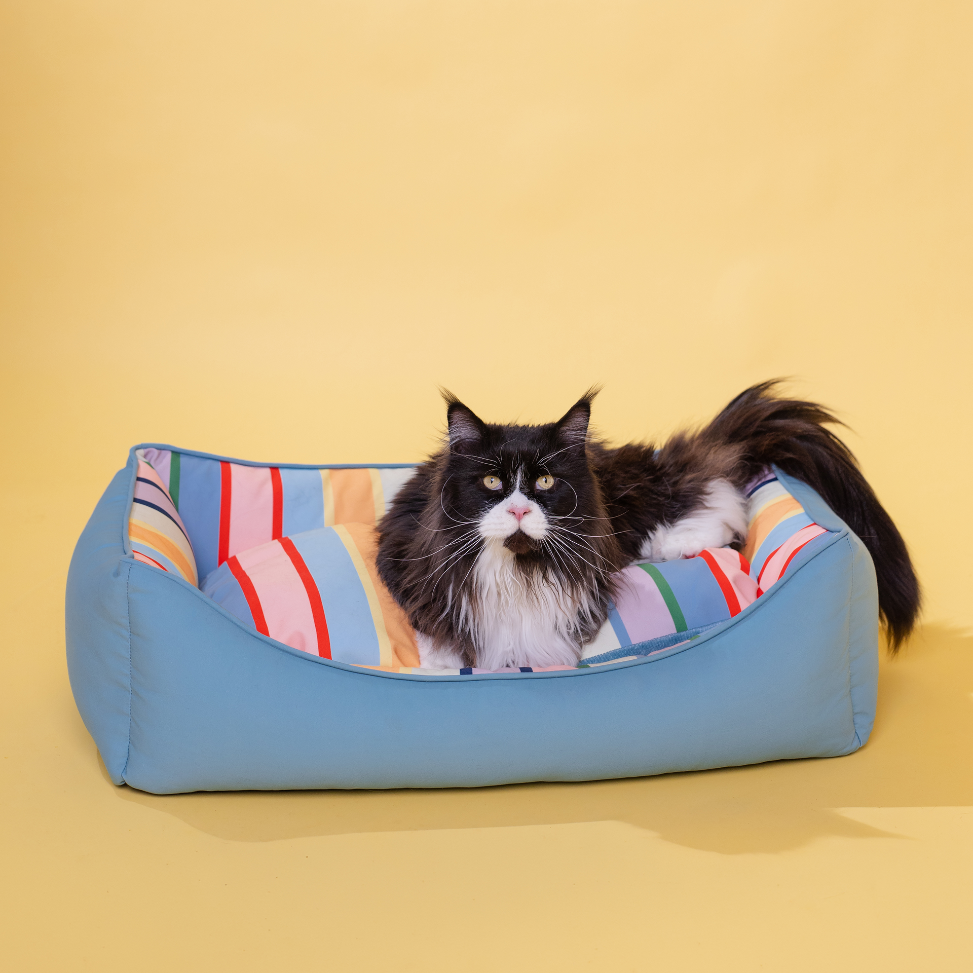 Un animal duveteux noir et blanc est confortablement installé dans un panier pour chien bleu clair doté d'un coussin rayé amovible. Il ressemble à un chat, a de longues moustaches blanches et regarde vers l'avant. Fond jaune clair.
