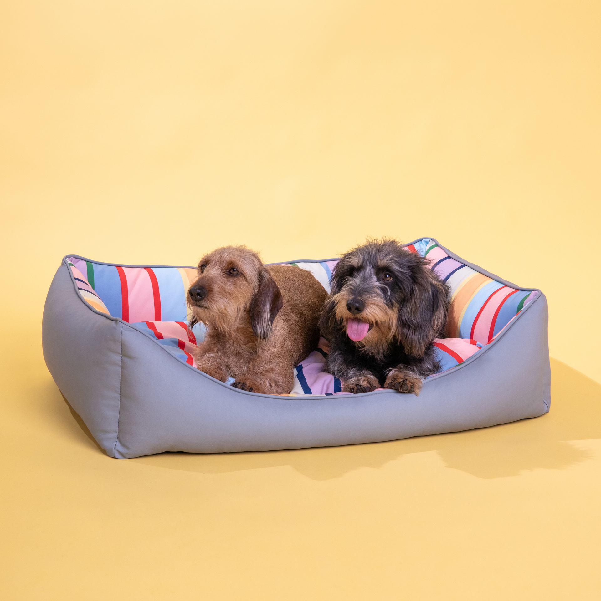 Deux teckels sont tranquillement installés dans un panier gris. Le coussin est rayé de couleurs vives : rouge, bleu et jaune. À gauche se trouve un chien brun clair, à droite un chien plus foncé qui regarde vers l'avant, la langue pendante.