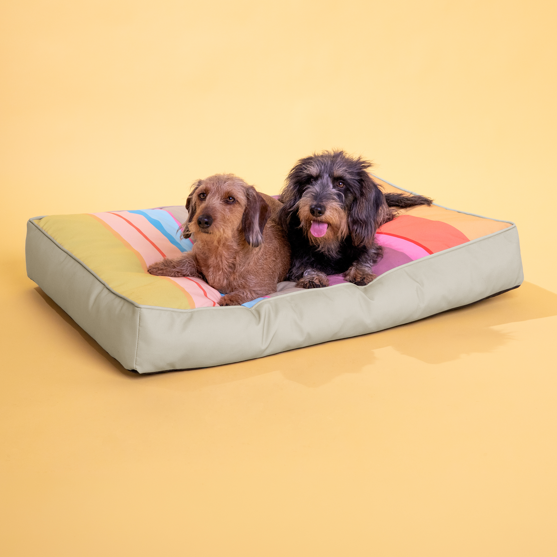 Deux teckels au pelage hirsute sont allongés, détendus, côte à côte sur un grand coussin pour chien. Les côtés sont clairs et unis, tandis que la surface de couchage est rayée de larges bandes colorées dans les tons jaune, orange, rose et bleu clair.