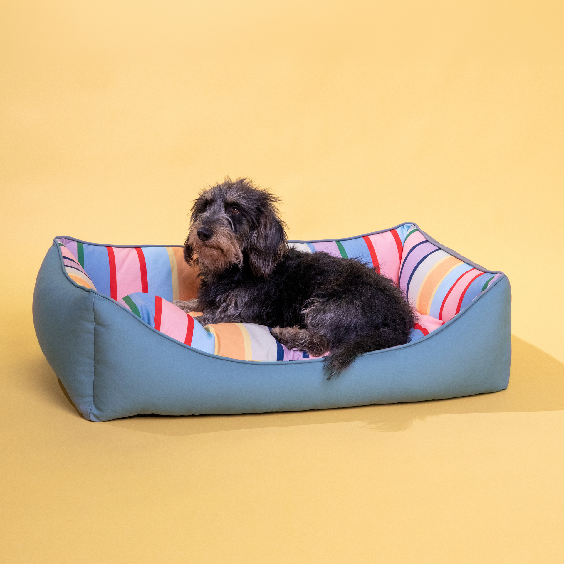 Un chien au pelage hirsute gris foncé est allongé, détendu, dans le panier Lotta M. Ce panier douillet a une housse bleu clair et une doublure rayée aux tons pastel (rose, bleu, jaune, vert) sur fond jaune clair.