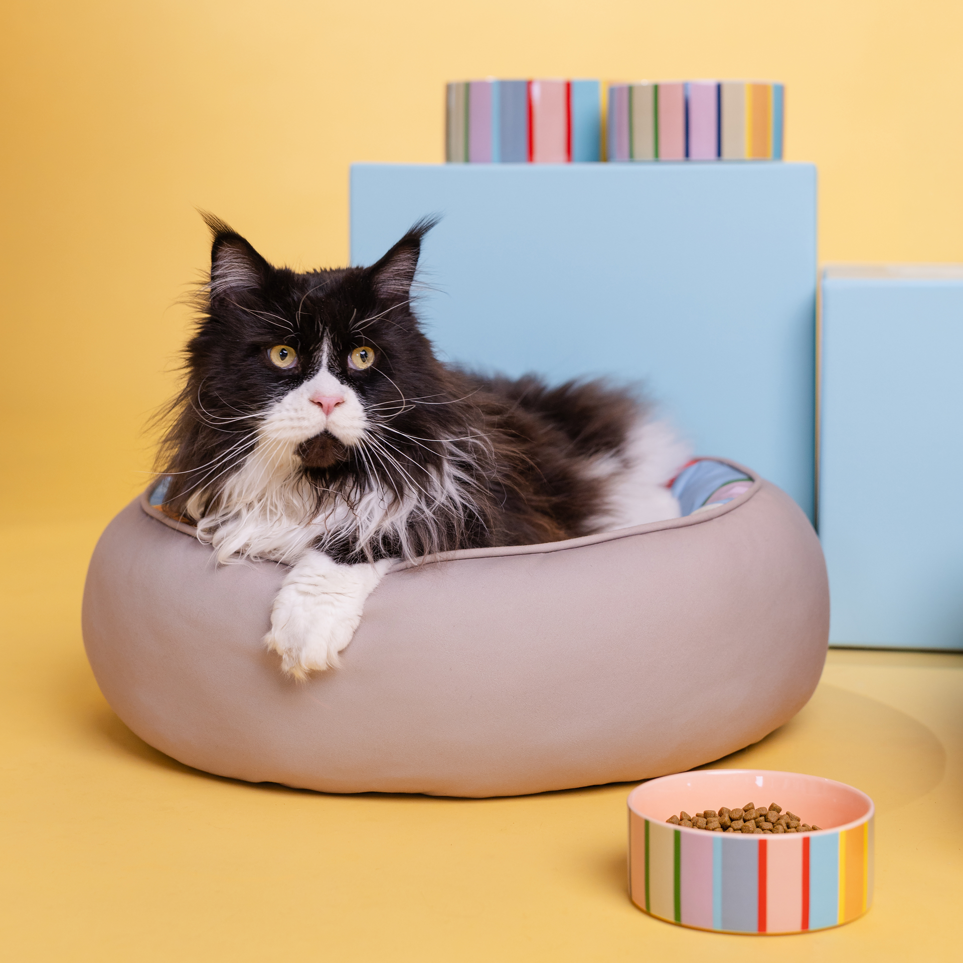 Un grand Maine Coon noir et blanc à poils longs est allongé, détendu, dans un panier rond moelleux gris. Son visage blanc au nez rose et ses pattes blanches contrastent avec son pelage foncé. Une gamelle de croquettes est devant lui.