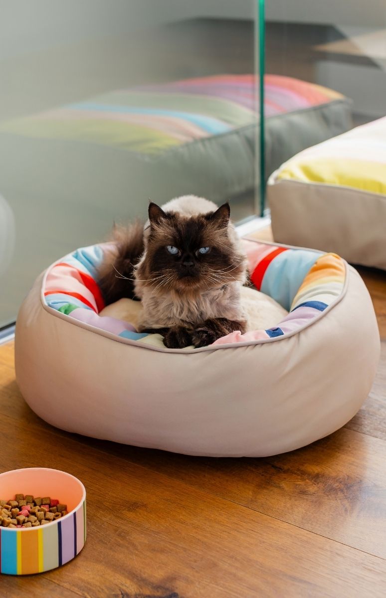 Langhaarige Katze mit dunklem Gesicht, Ohren und Pfoten und hellerem Körper liegt in rundem, beigem Katzenbett mit bunt gestreiftem Innenfutter. Sie blickt mit leuchtend blauen Augen nach vorn; daneben steht eine Futterschale.