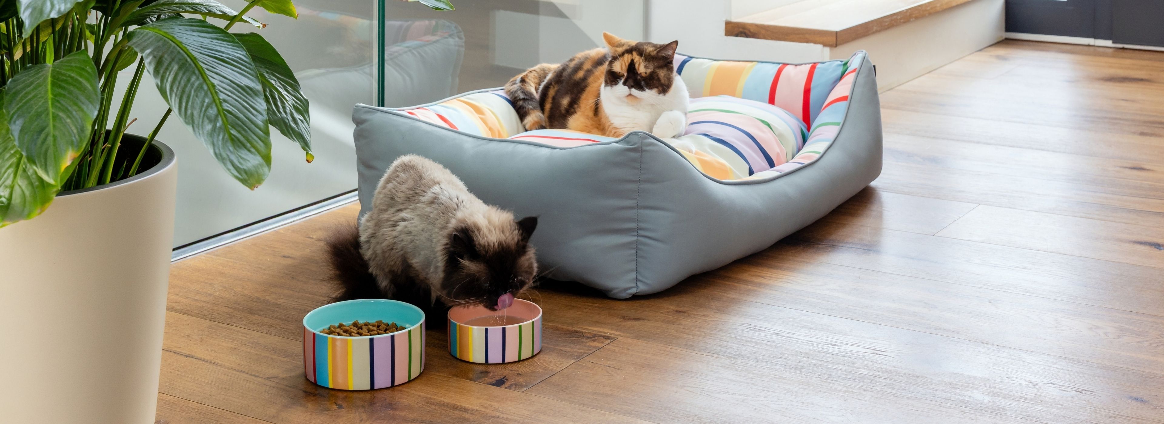 Eine Calico-Katze liegt entspannt in einem grauen Katzenbett mit bunt gestreiftem Kissen. Daneben trinkt eine dunkelbraune Katze auf dem Holzboden aus einem gestreiften Wassernapf, ein Napf mit Trockenfutter steht bereit.